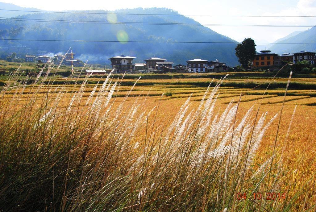 wheat fields, Punakha