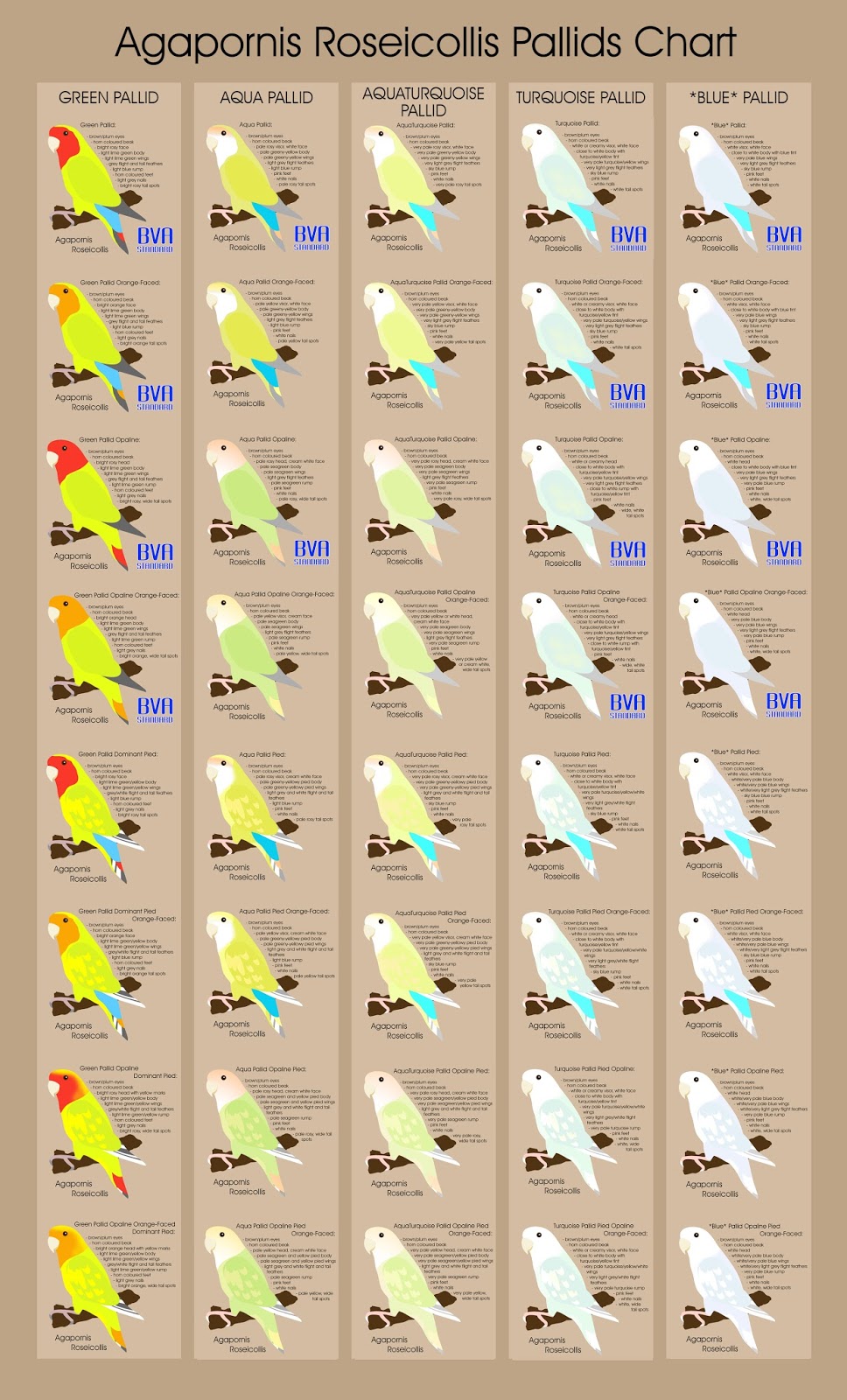 motion graphics illustration multimedia Lovebird Colour Charts