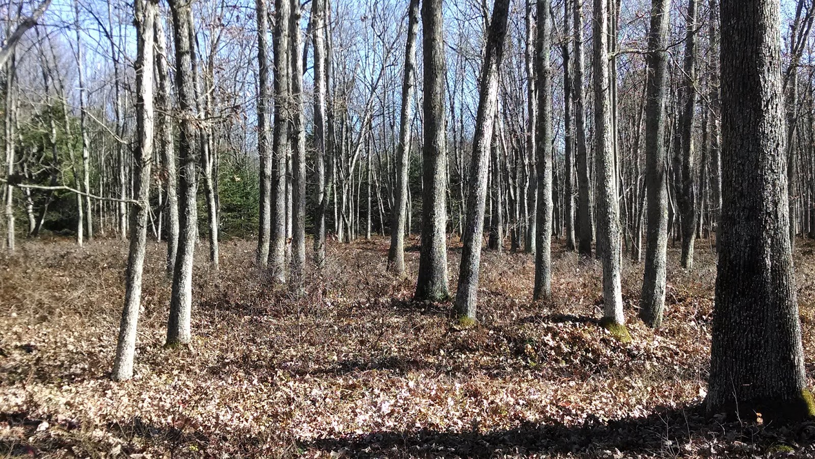 Central Pennsylvania Forestry Helping landowners care for their woods