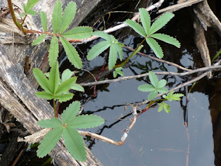 Potentille des marais - Comarum palustre - Comaret Potentille des marais - Comarum palustre - Comaret