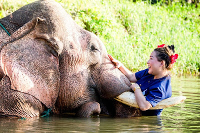L'amour des éléphants 