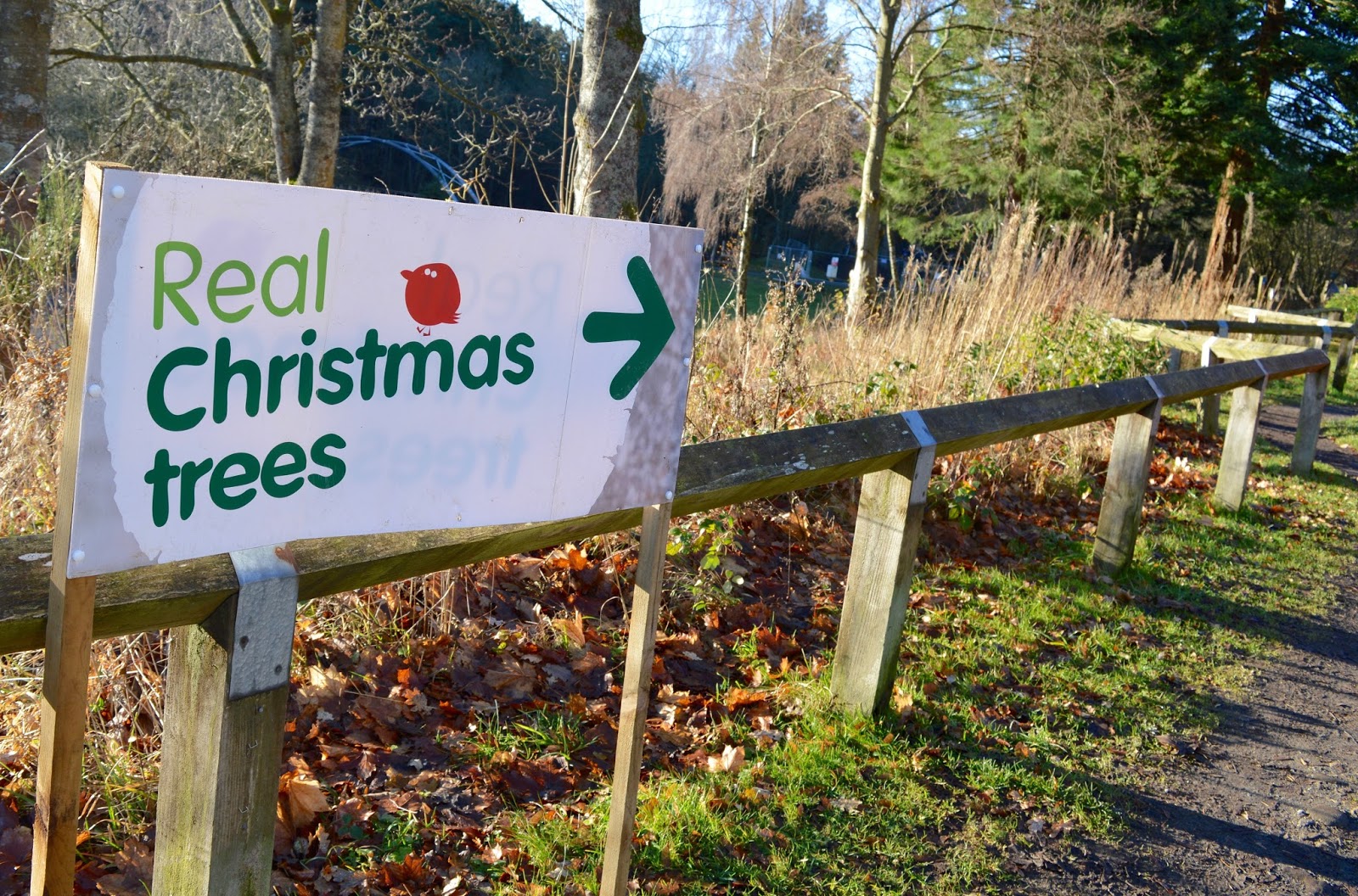 why you should choose a real sustainable christmas tree why you should choose a real sustainable christmas tree