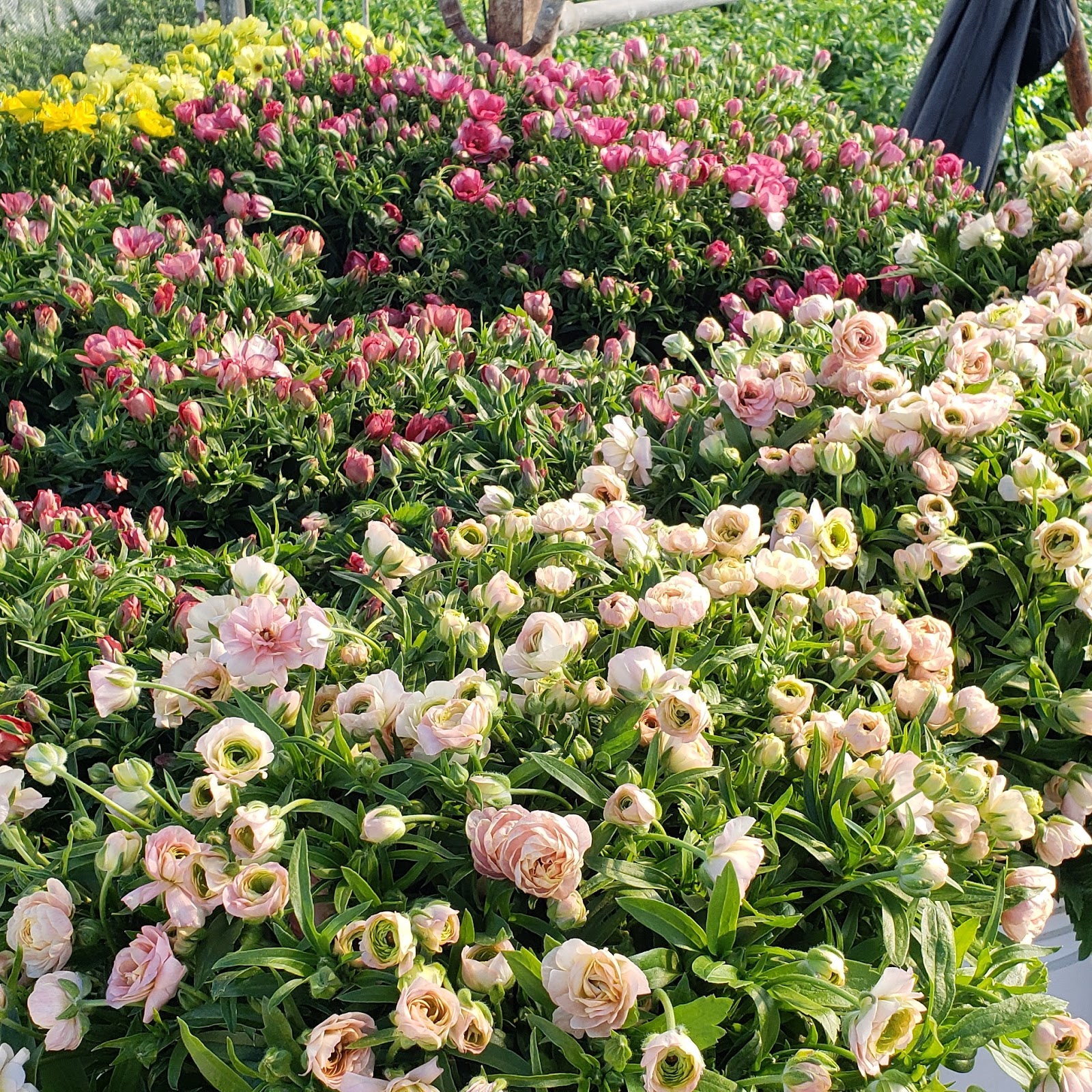 Flower Talk Butterfly Ranunculus Primer