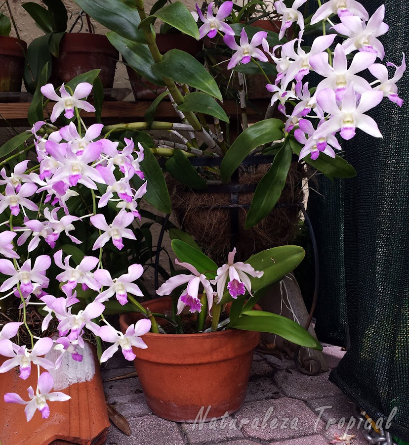 Numerosas orquídeas florecidas en diferentes sustratos