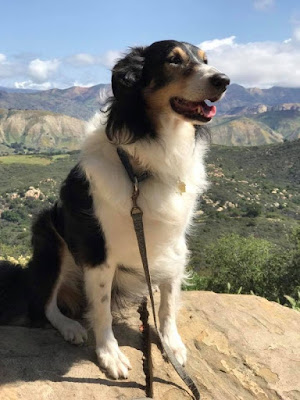 versatile k9 agility