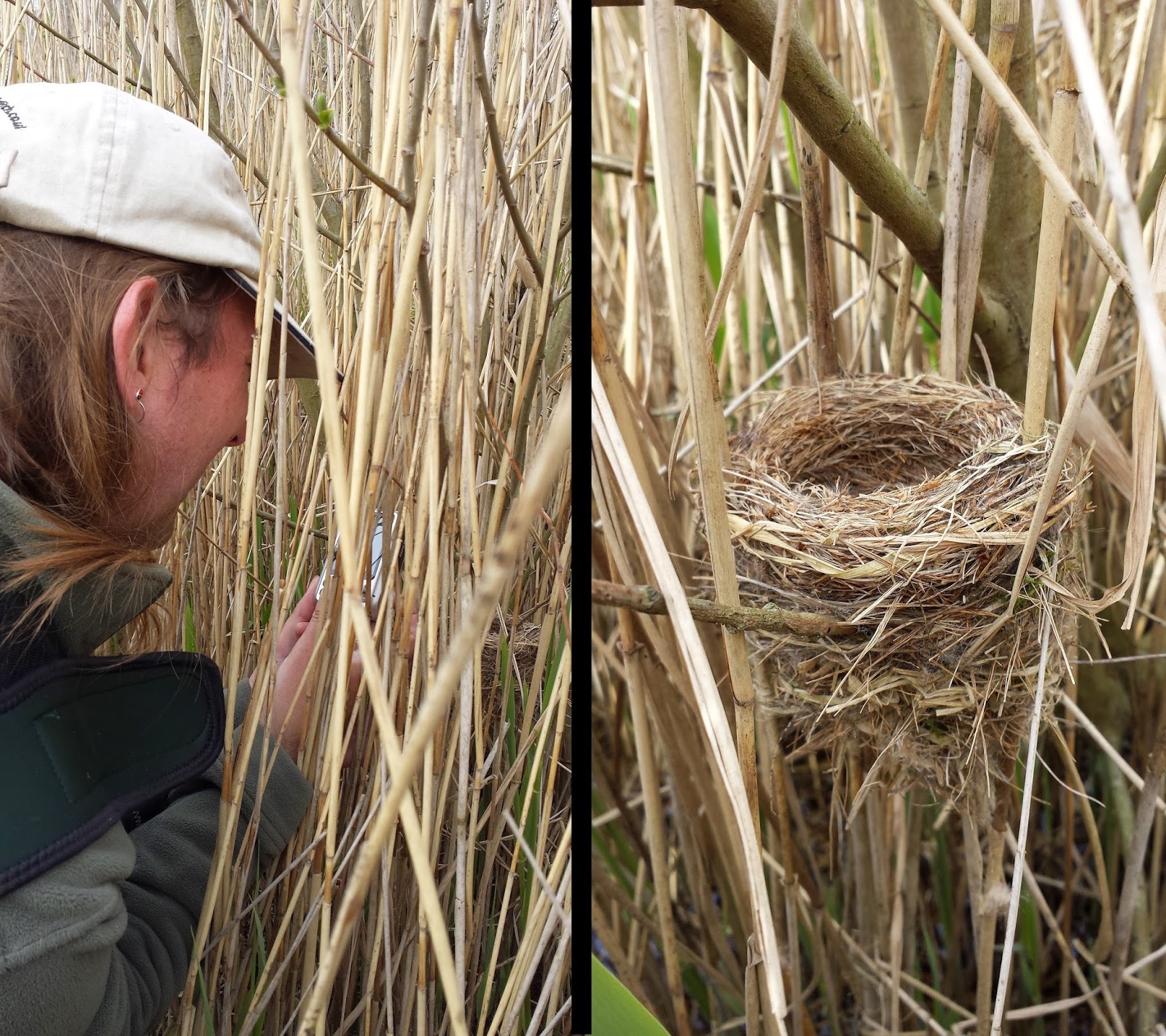 BTO Bird Ringing 'Demog Blog' Ringing and nest recording; the dream