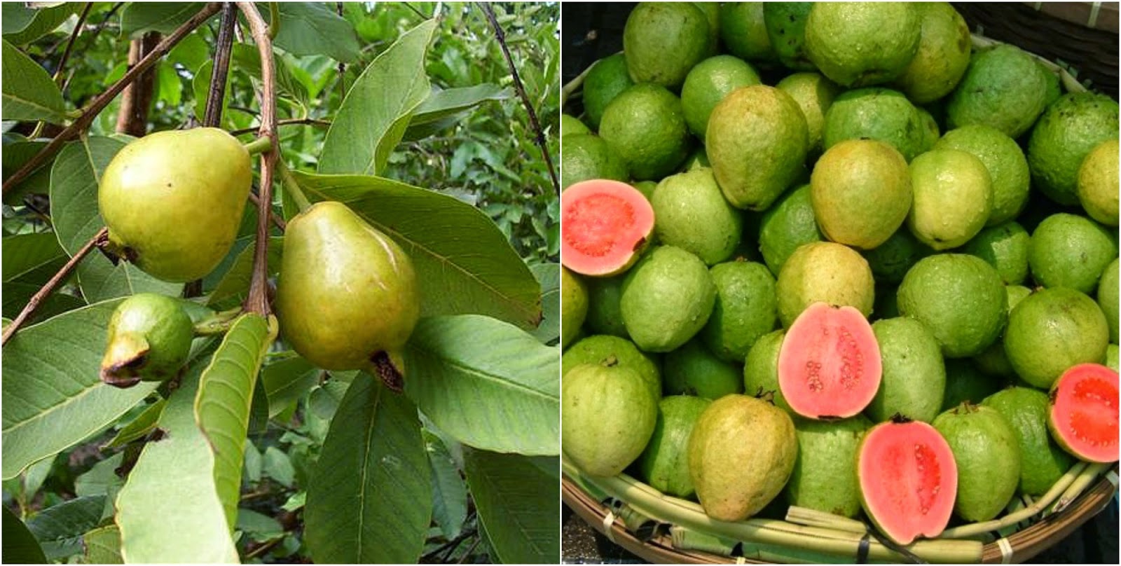 PROPIEDADES QUE NOS BRINDA LA GUAYABA PARA LA SALUD FRUTAS VERDURAS BENEFICIOS PROPIEDADES Y USOS PROPIEDADES QUE NOS BRINDA LA GUAYABA PARA LA SALUD FRUTAS VERDURAS BENEFICIOS PROPIEDADES Y USOS