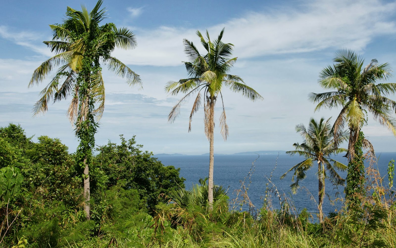 Palms View Pictures Palms View Pictures