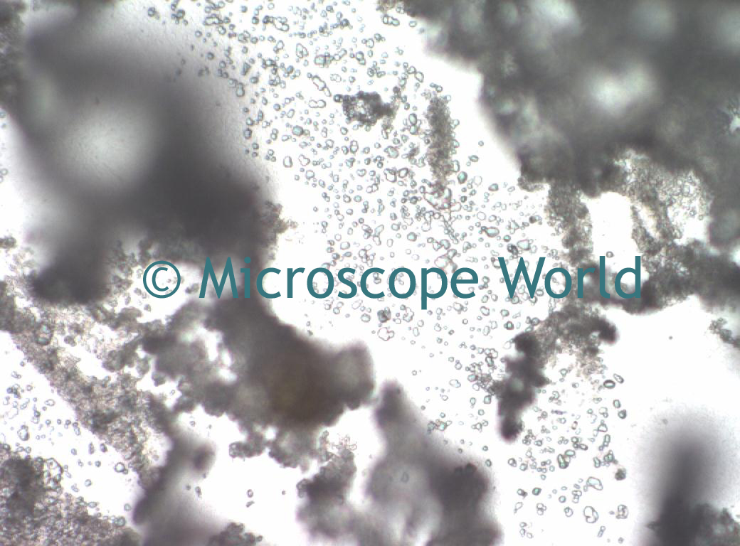 Microscope World Blog Sodium Hydroxide under the Microscope