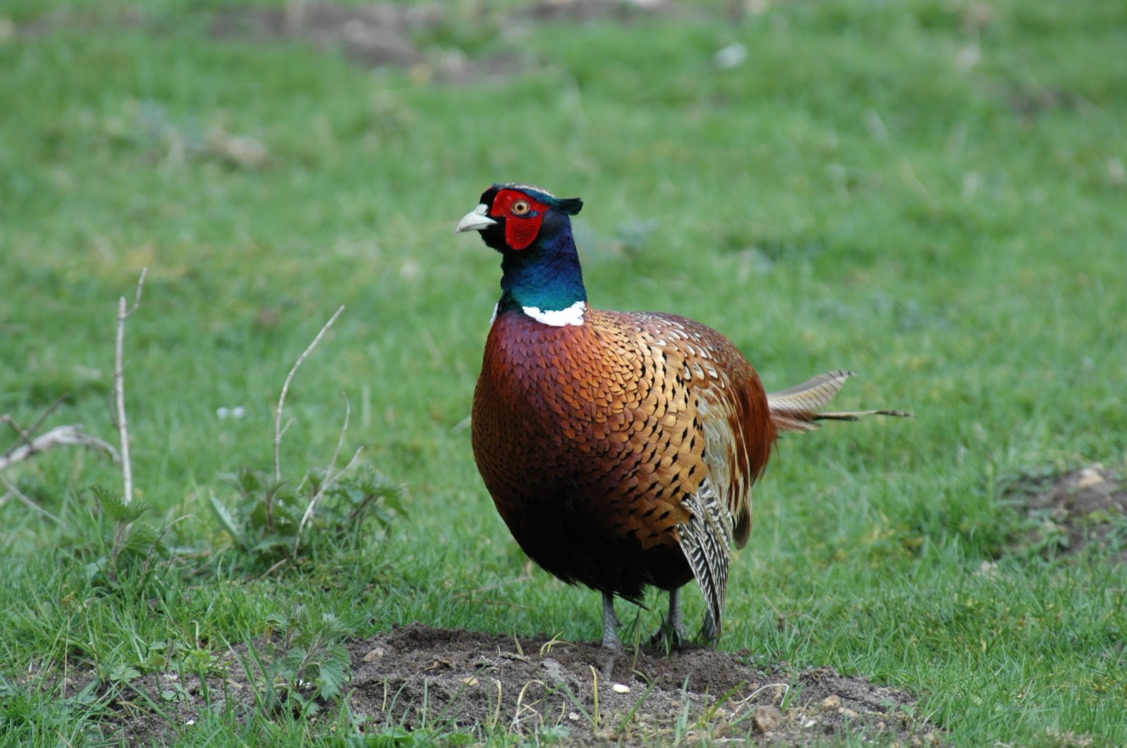 World Beautiful Birds Pheasant Birds Facts & Latest Pictures