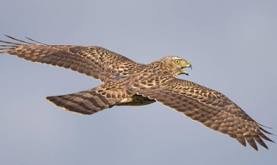 Nighthawk - animals start with N Nighthawk - animals start with N