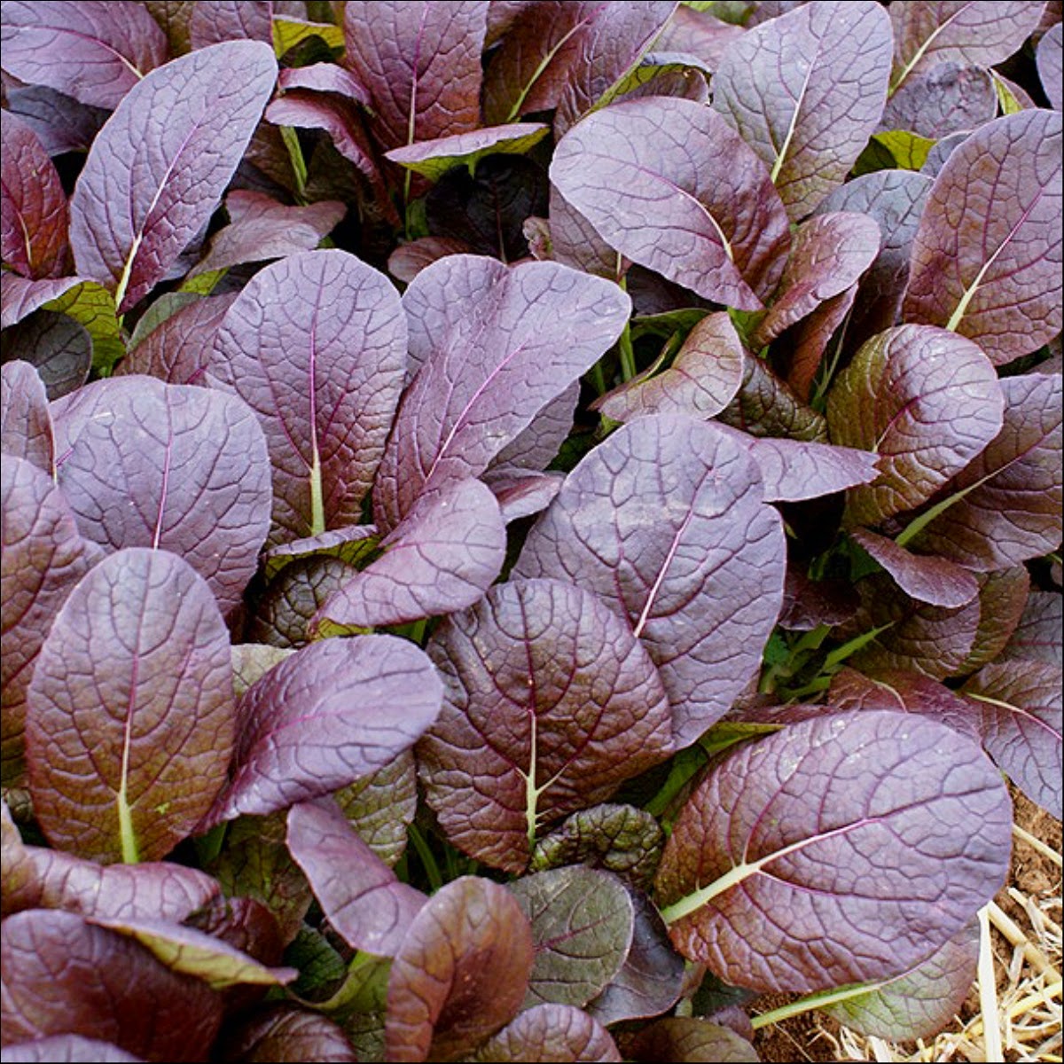 Pak Choi Red F1