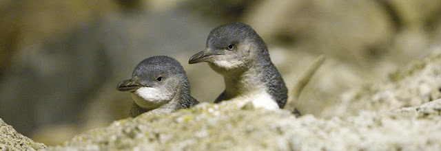 10 Most Popular Wildlife Experiences In New Zealand 10 Most Popular Wildlife Experiences In New Zealand