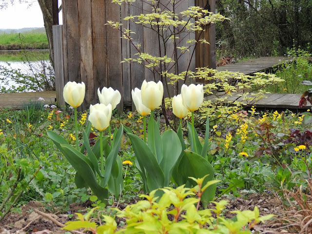 bulbes tulipes blanches