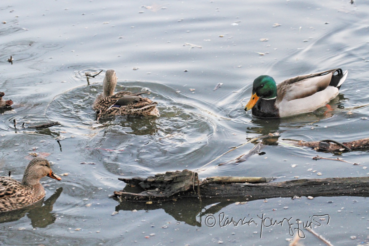 💌 Catcher in the rye ducks. Catcher in the Rye Duck Symbolism. 20221024