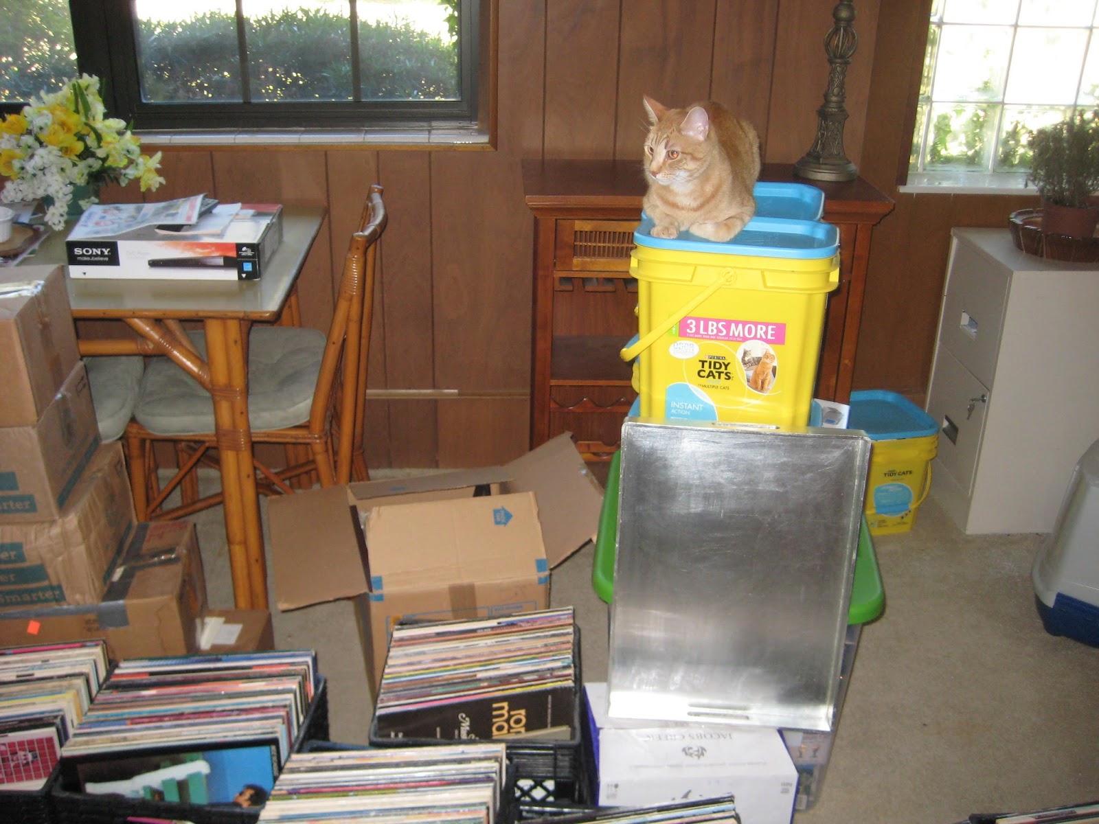 Old Maid Cat Lady Moving With Cats