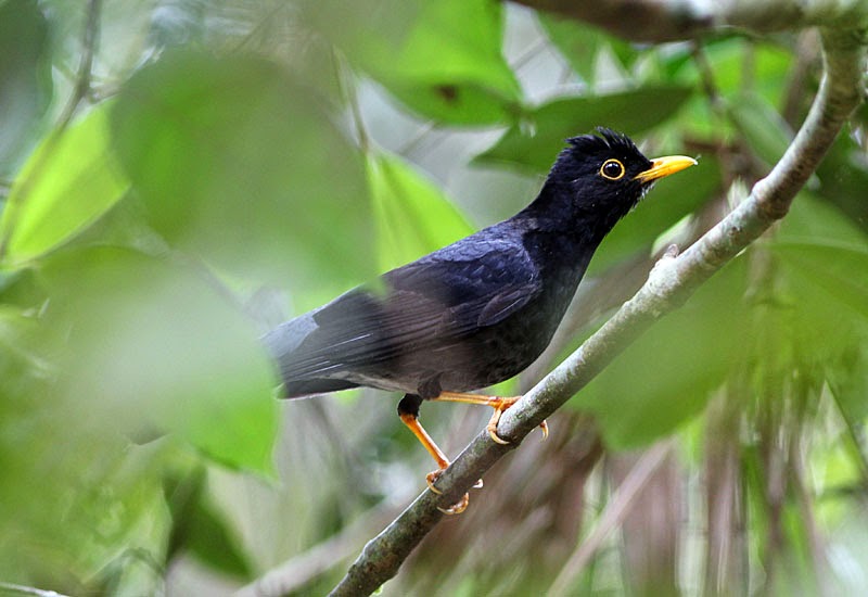 Birdernaturalist: My First WINGS Tour to SE Brazil This Coming November
