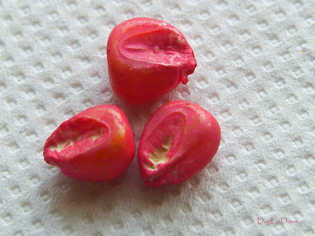 Dauws fotografie: Het Spaanse graan heeft de orkaan doorstaan...