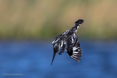 Birds in Flight Photography Workshops Woodbridge Island / Cape town
