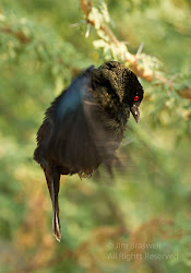 bird texas south helicopter somewhat resembling males floating dance times display would air