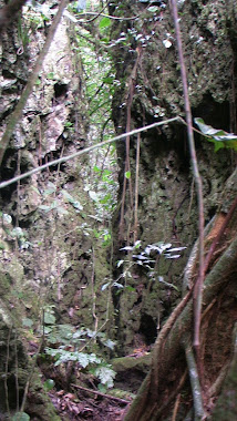 Selva Exuberante,Alrrededored de Xilitla.