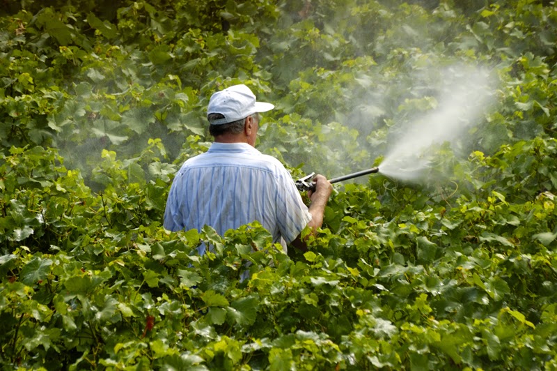 有機農藥正夯 Organic pesticides are popular