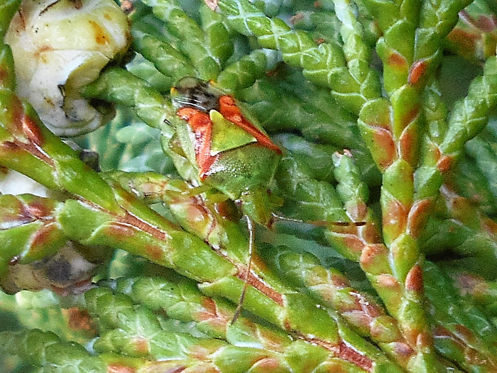 Tony's Blog Welton Road Cemetery, Daventry