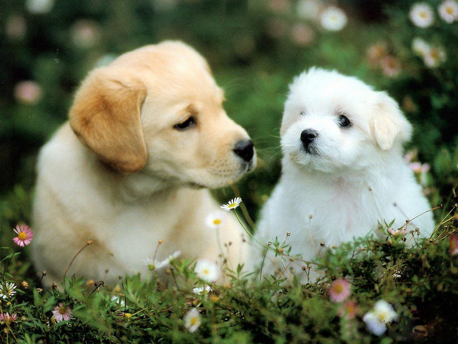 WallpaperfreekS: HD Cute Dogs Wallpapers 1600X1200