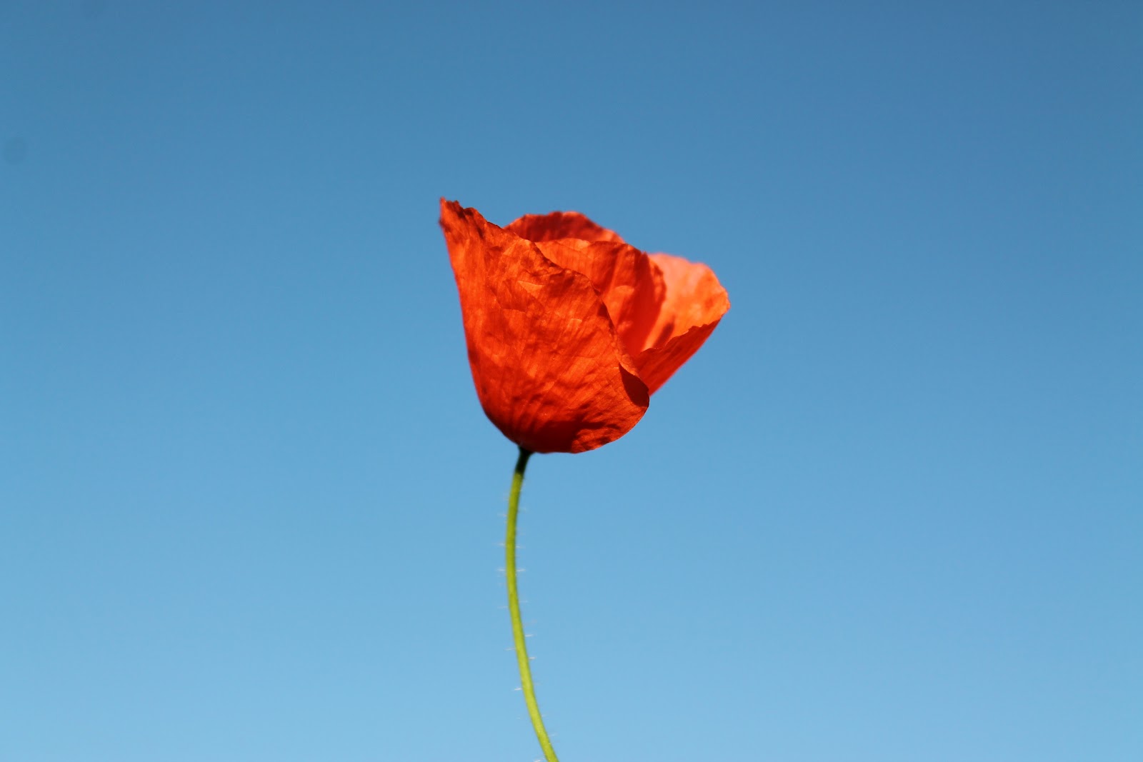 caros-photo-diary: in drei Monaten ist Weihnachten O.o