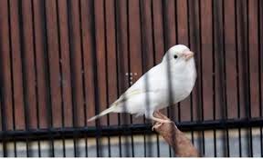 burung kenari putih foto kenari putih