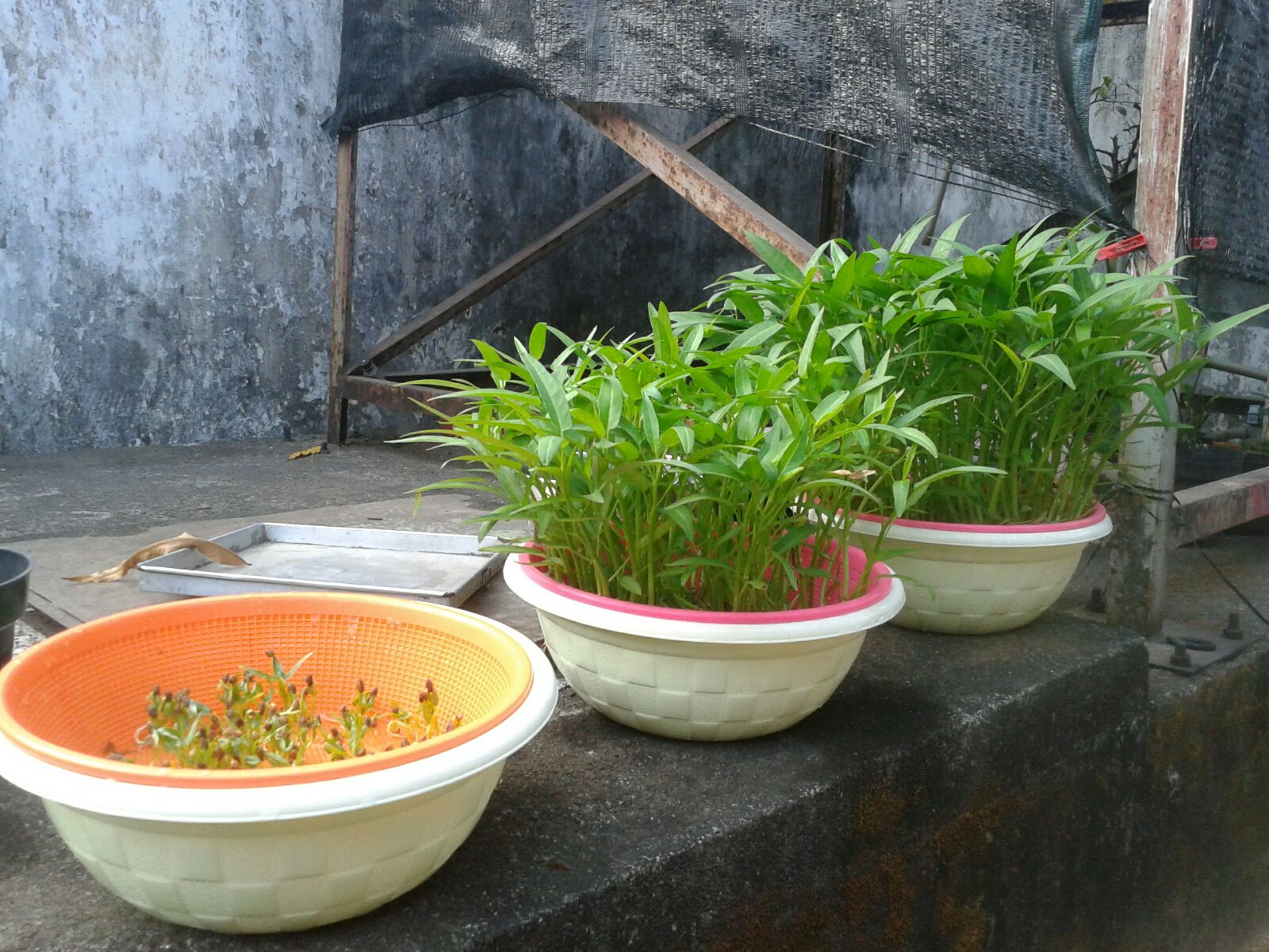 Cara Tanam Hidroponik Kangkung Yang Benar Belajar Berkebun Sungguh Menyenangkan