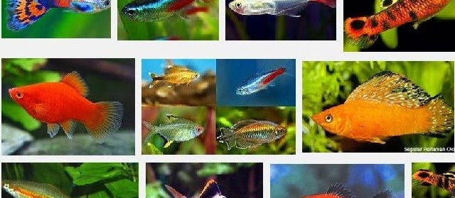 Jenis Ikan Hias Mudah Berkembang Biak? Nama dan Gambarnya