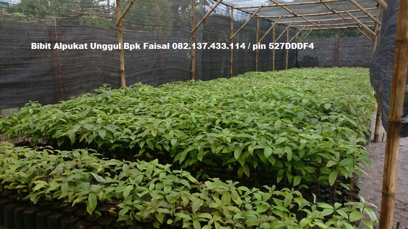 bibit alpukat mentega jual bibit alpukat jumbo bpk faisal bibit alpukat mentega jual bibit alpukat jumbo bpk faisal