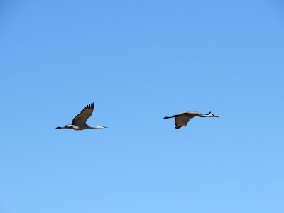 Sandhill Cranes in flight