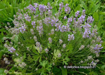 lavanda pianta aromatica e officinale nel giardino visitabile della fattoria didattica dell ortica a Savigno Valsamoggia Bologna vicino Zocca nell Appennino