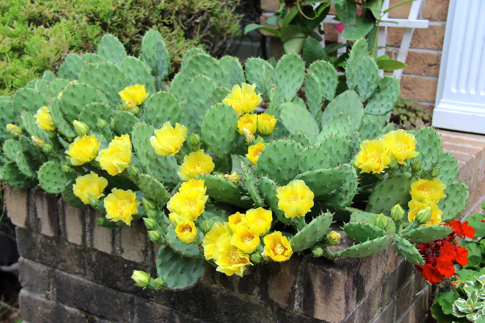 Tropical Gardening in New York City!: Eastern Prickly Pears - Our only ...