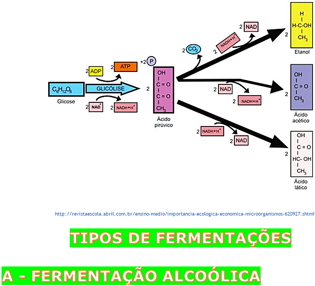 Segunda etapa O piruvato é reduzido