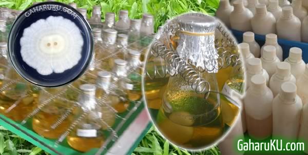 PANDUAN CARA INOKULASI GAHARU BUDIDAYA TANAMAN