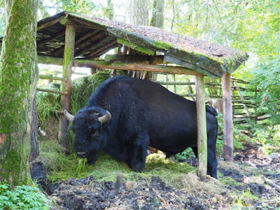 żubroń Brutus, mieszanka trójgatunkowa, mieszanka krowy z żubrem, stacja PAN w Popielnie