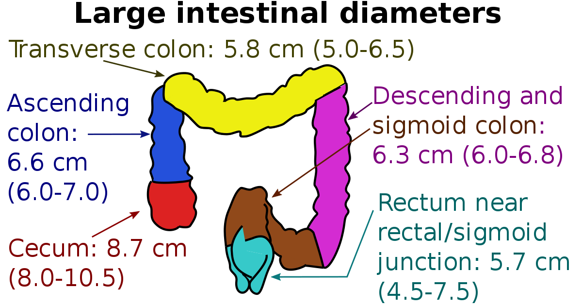 The Difference Between a Screening and Diagnostic Colonoscopy.