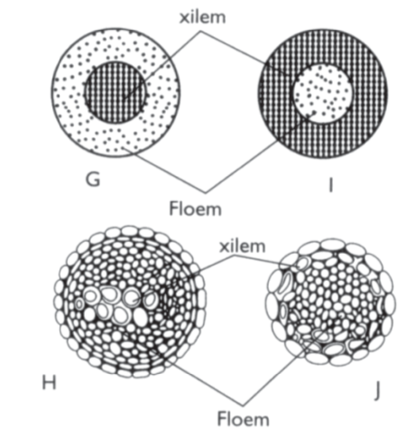 Tipe konsentris amphikribral dan konsentris amphivasal Tipe konsentris amphikribral dan konsentris amphivasal