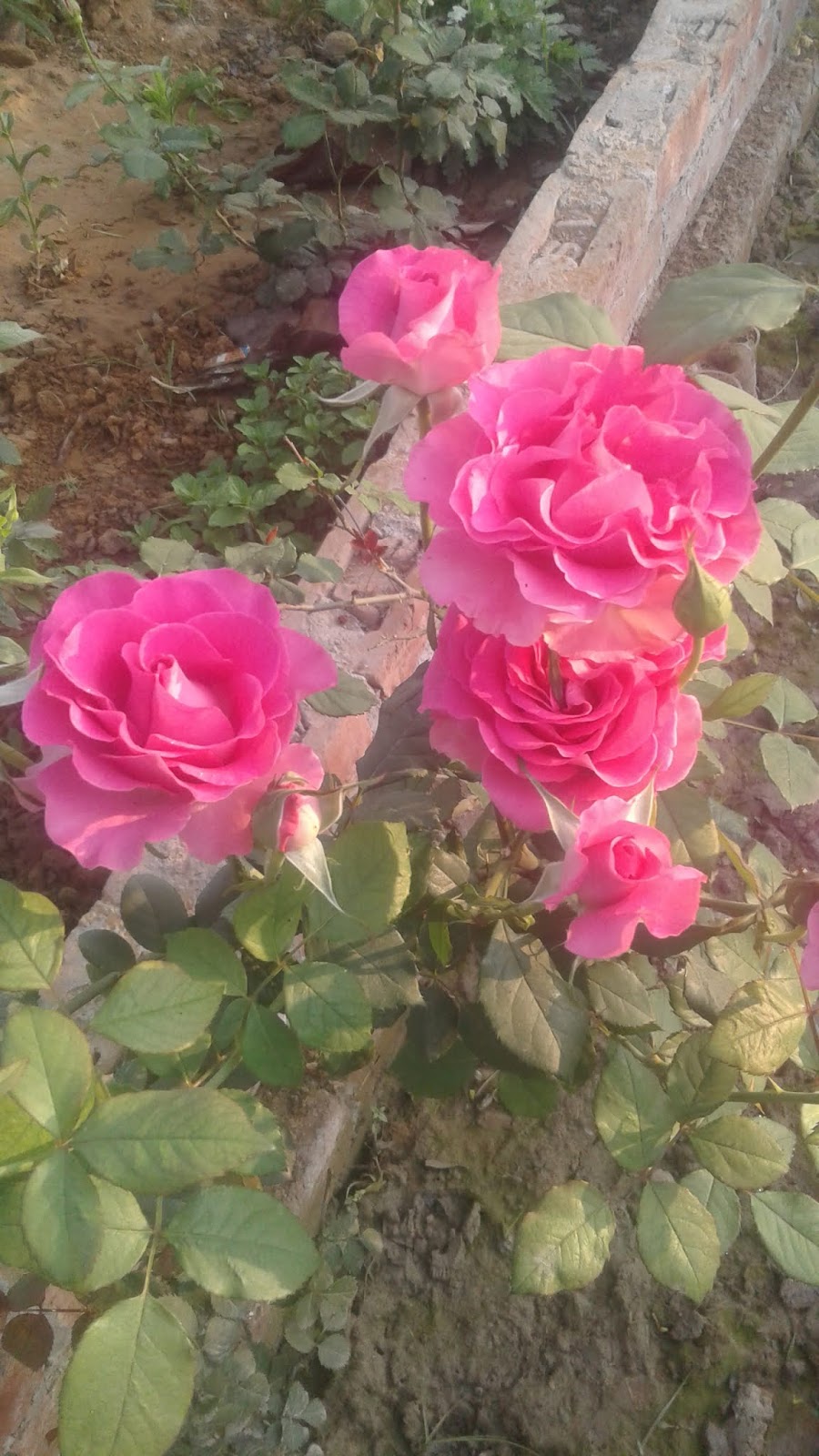 How to cultivate a rose farm . Praveen garden