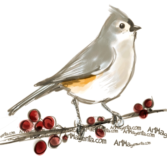 Tufted Titmouse  sketch painting. Bird art drawing by illustrator Artmagenta