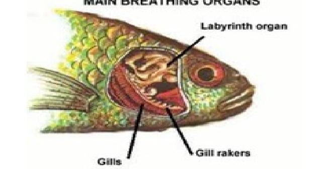 Ikan Organ Geraknya Adalah Hobi Mancing