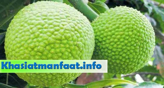 Khasiat dan Manfaat Buah Sukun Khasiat dan Manfaat Buah Sukun