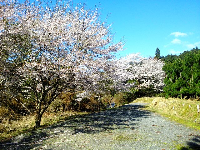 小出石の正圓寺の前の川沿いの大きな桜の木