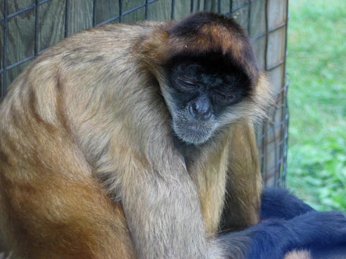 Black-Handed Spider Monkey Black-Handed Spider Monkey