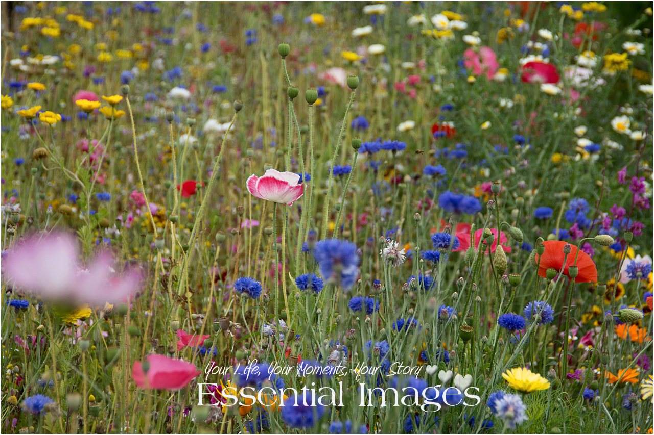 how-to-grow-your-own-meadow