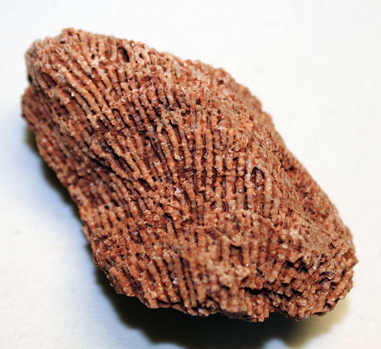 Coral Island Wiki Fossil