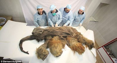 Baby woolly mammoth found! could be 10,000 years old | The Crypto Crew